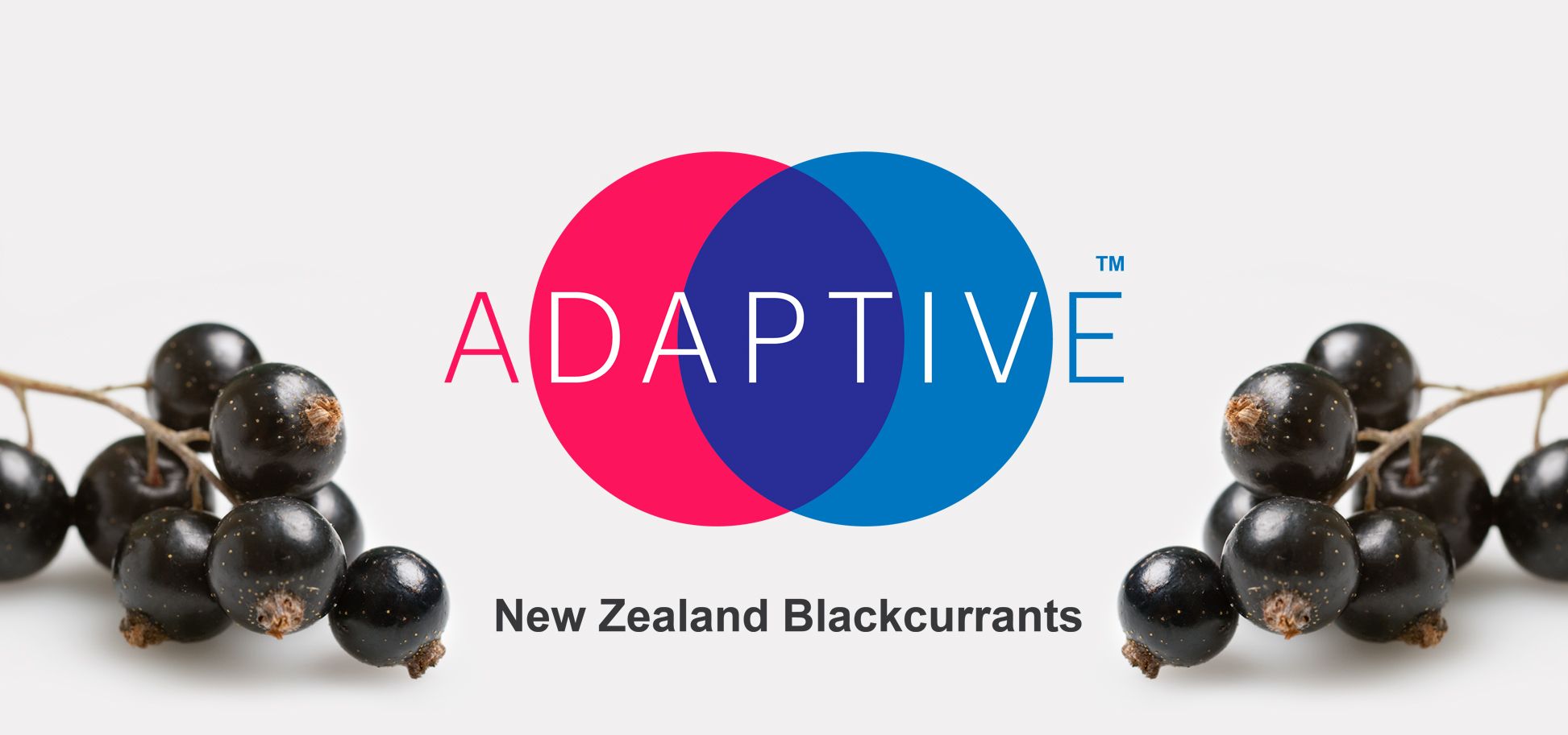 Adaptive New Zealand Blackcurrants Plant Food Research